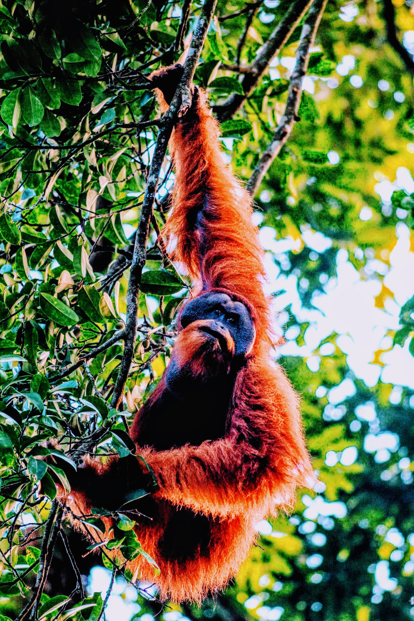 Sumatran%20Orangutan%20-%20WikimediaCommons